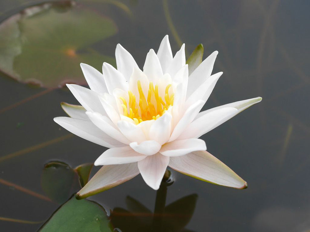 Nymphaea Walter pagels