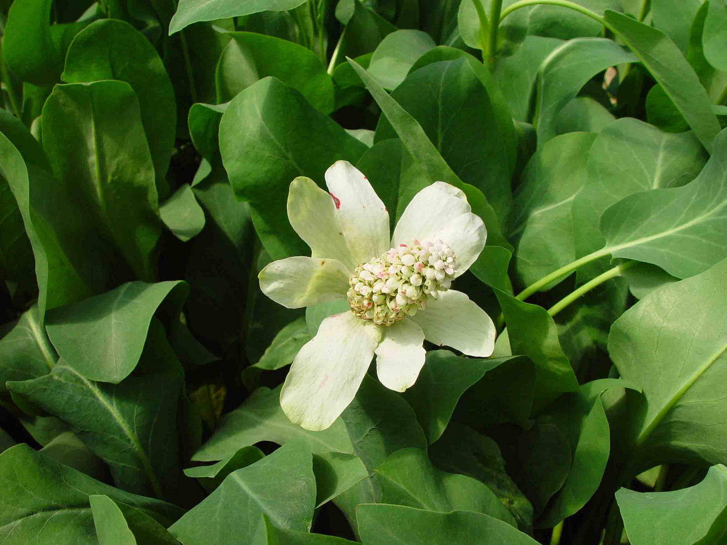 Anemopsis californicum (mini-mod)