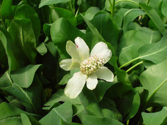 Anemopsis californicum (mini-mod)