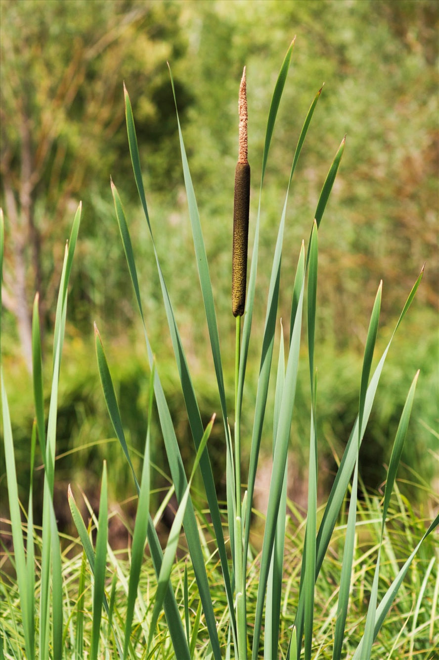 Typha latifolia (mini-clod)