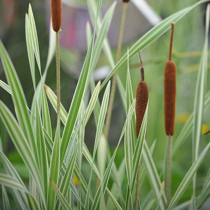 Typha latifolia 'Variegata' (mini-mound)