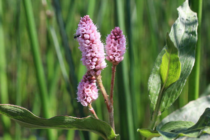 Persicaria amphibium