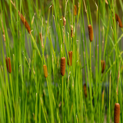 Typha laxmanii (mini-clod)