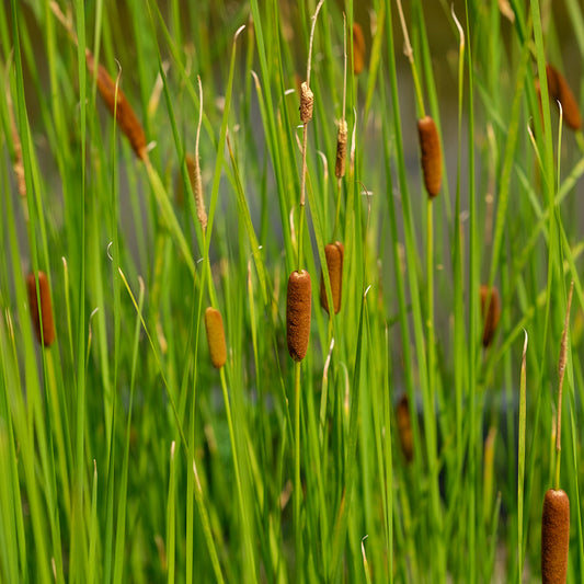 Typha laxmanii (mini-clod)