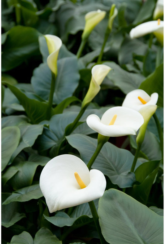 Zantedeschia aethiopica (mini-mod)