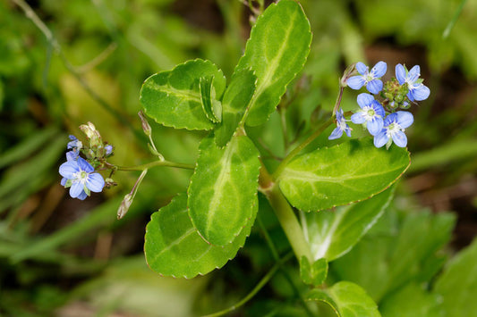 Veronica beccabunga