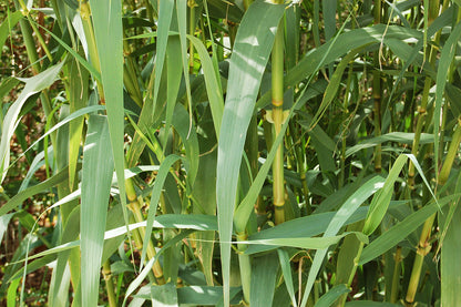 Arundo donax (mini-clod)