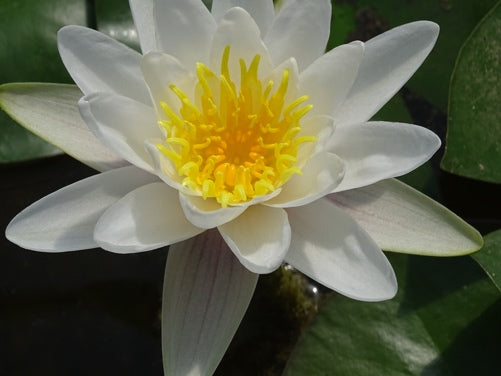 Nymphaea Virginalis
