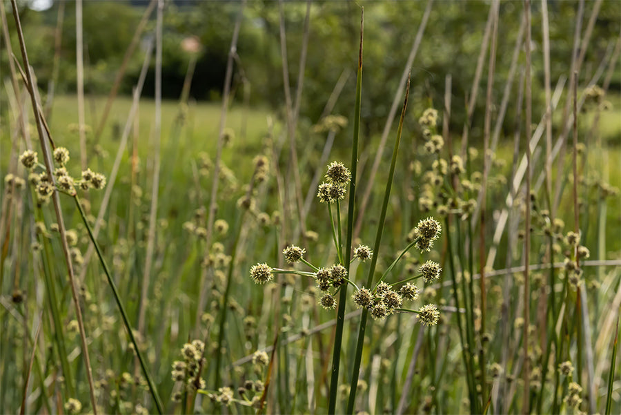 Scirpus holoschoenus
