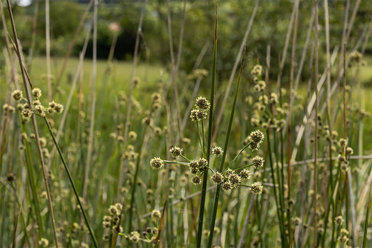 Scirpus holoschoenus