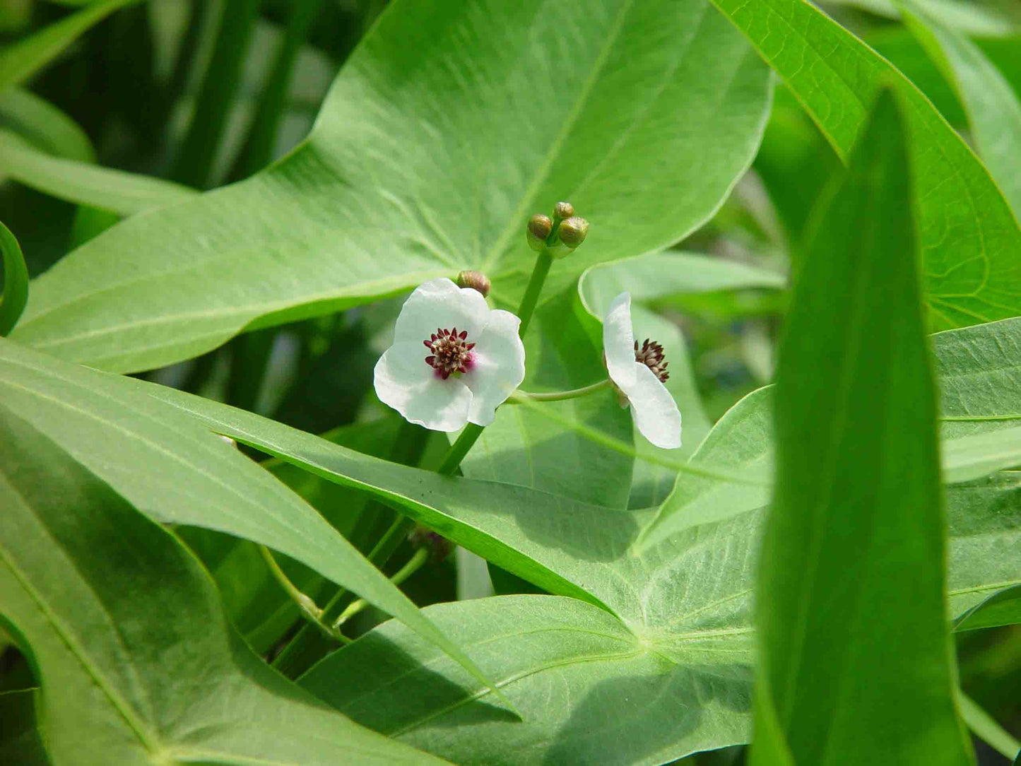 Sagittaria latifolia