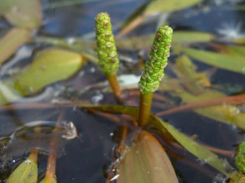 Potamogeton gramineus