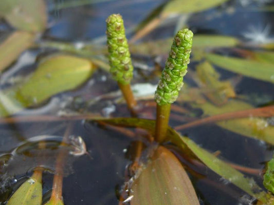 Potamogeton gramineus