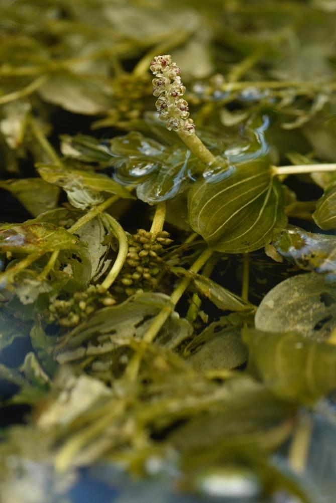 Potamogeton perfoliatus