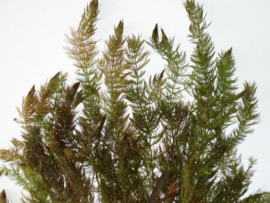 Ceratophyllum demersum