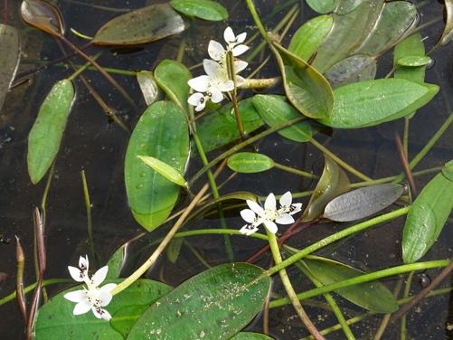 Aponogeton distachyos
