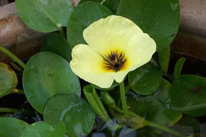 Hydrocleys nymphoides