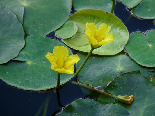Nymphoides peltata