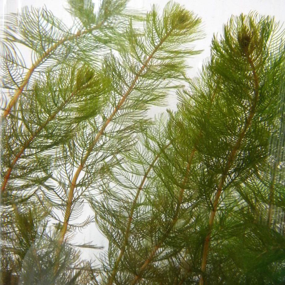 Myriophyllum spicatum
