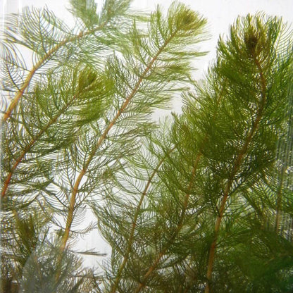 Myriophyllum spicatum
