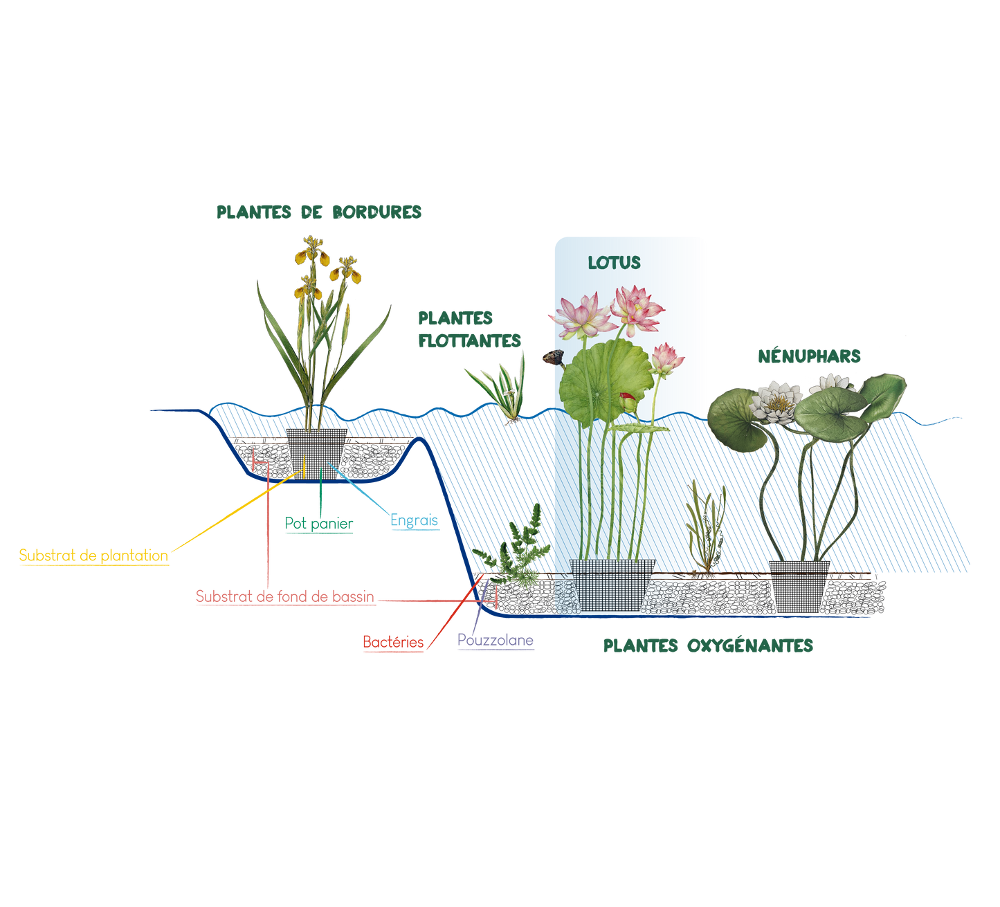 Nelumbo Nucifera (3 seeds per sachet)
