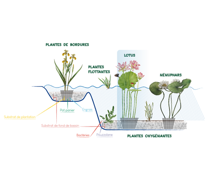 Nelumbo Nucifera (3 seeds per sachet)