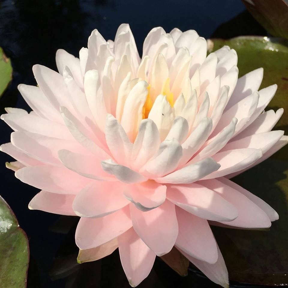 Nymphaea Gloire du Temple sur Lot